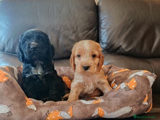 Cocker Spaniel Inglés perros cocker spaniel ingles - Anuncio 15