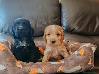 Cocker Spaniel Inglés perros cocker spaniel ingles - Anuncio 26