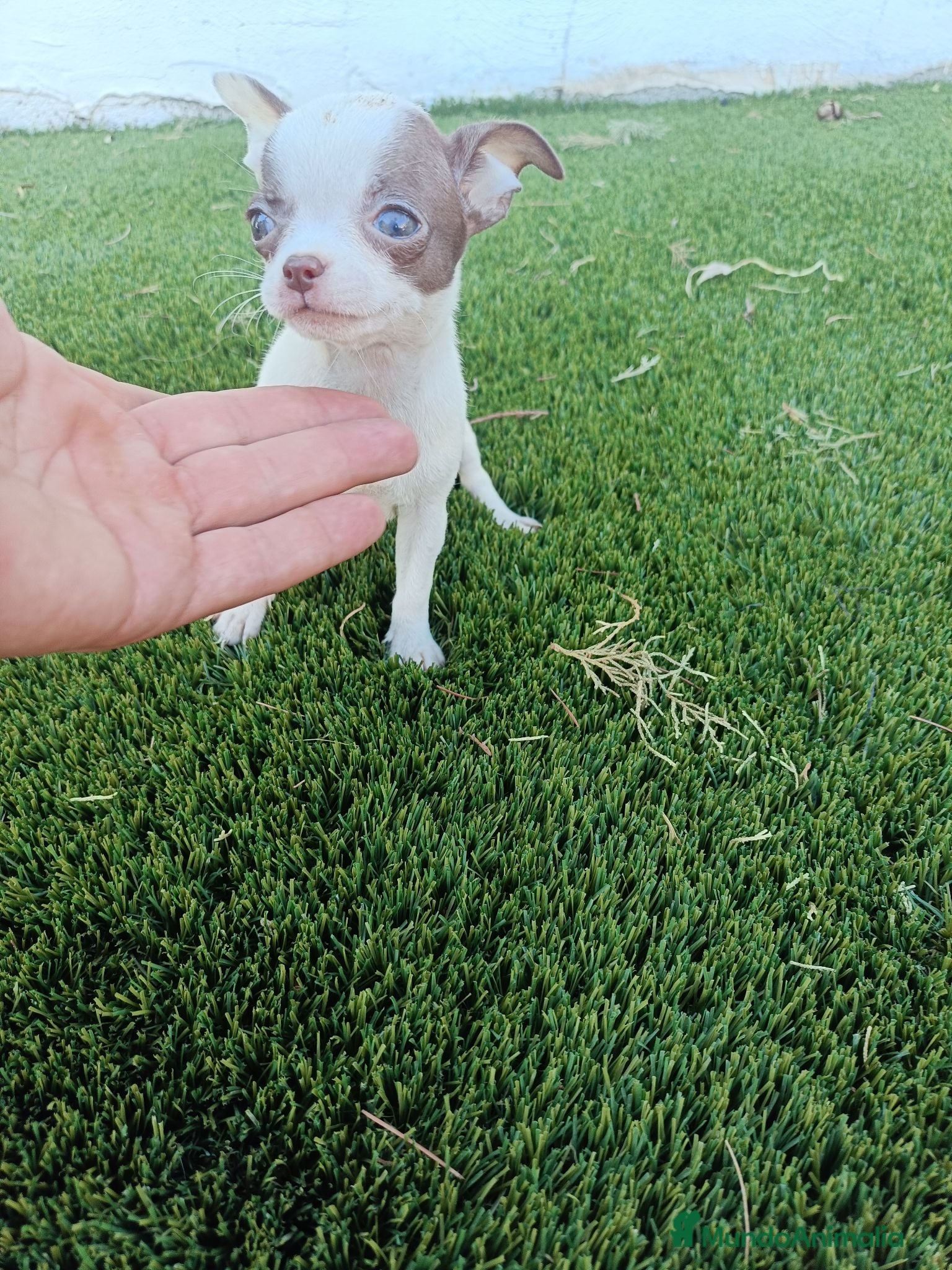 Chihuahua perros Machito de Chihuahua Toy Chocolate y Blanco - Anuncio 2