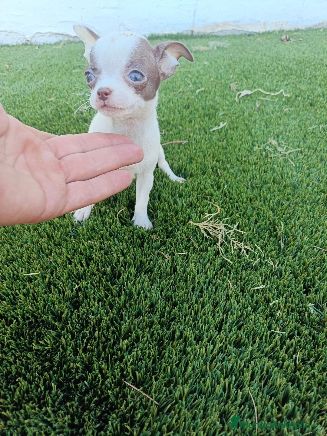Chihuahua perros en venta: Machito de Chihuahua Toy Chocolate y Blanco - Anuncio 1