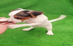 Jack Russell Terrier perros en venta: Jack Russell  - Imagen 3