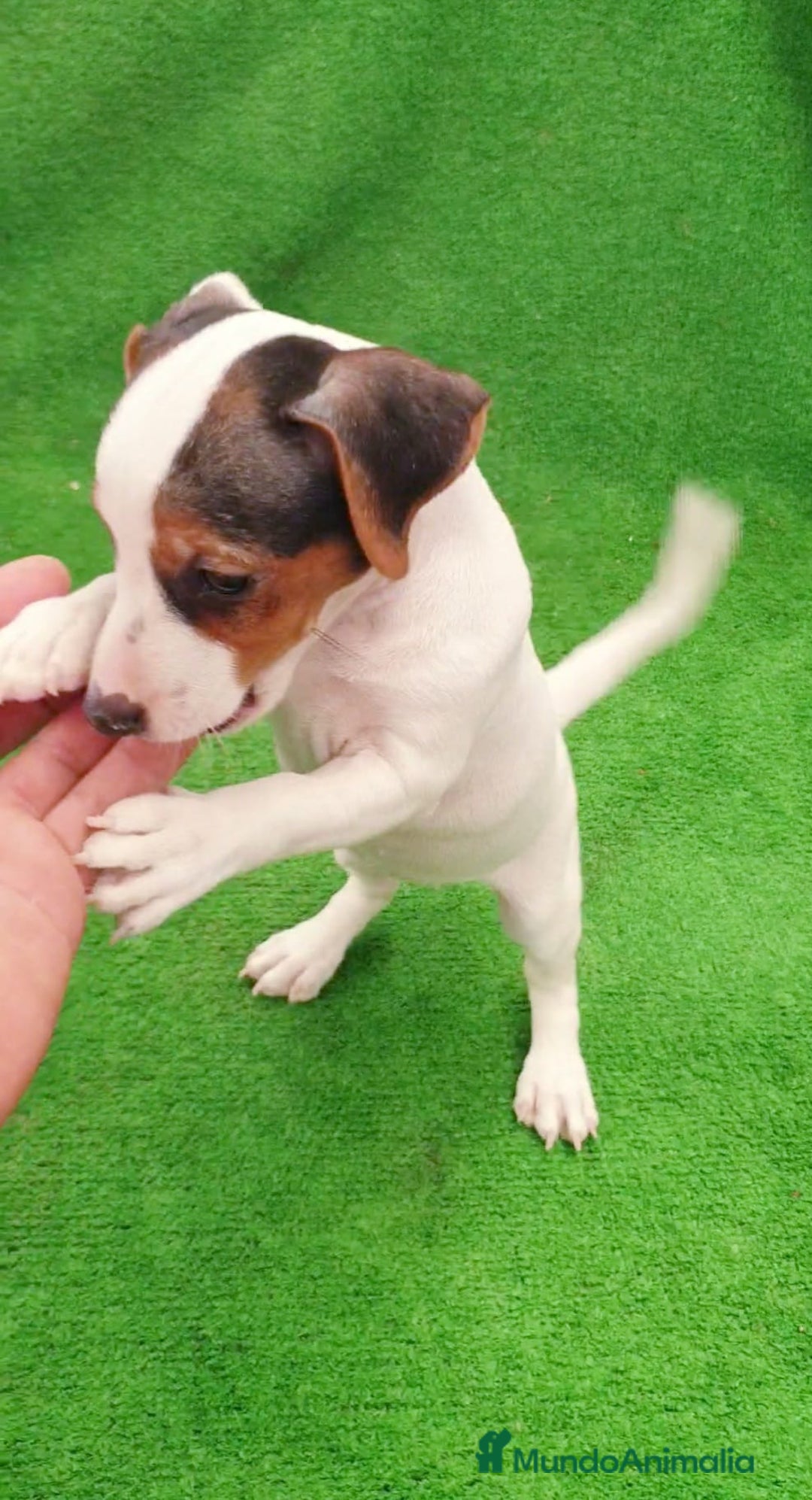 Jack Russell Terrier perros en venta: Jack Russell  - Imagen 3