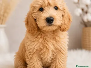 Labradoodle perros ❤️ Última Labradoodle | Financiación Disponible - Anuncio 2