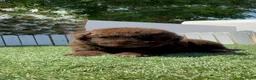 Perro de Agua Español perros en venta: PERRO DE AGUA ESPAÑOL - Anuncio 8