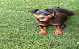 Pinscher Miniatura perros en adopcion: Pincher  - Imagen 2