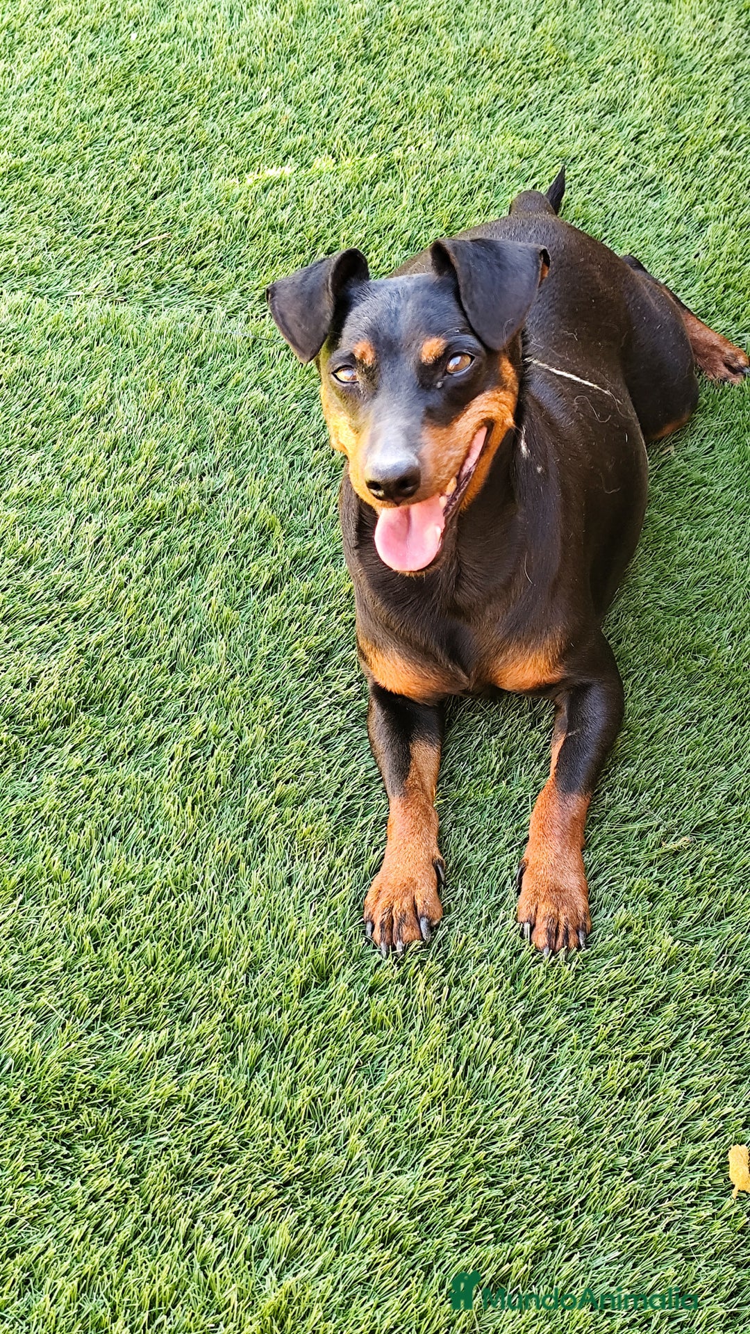 Pinscher Miniatura perros en adopcion: Pincher  - Imagen 2