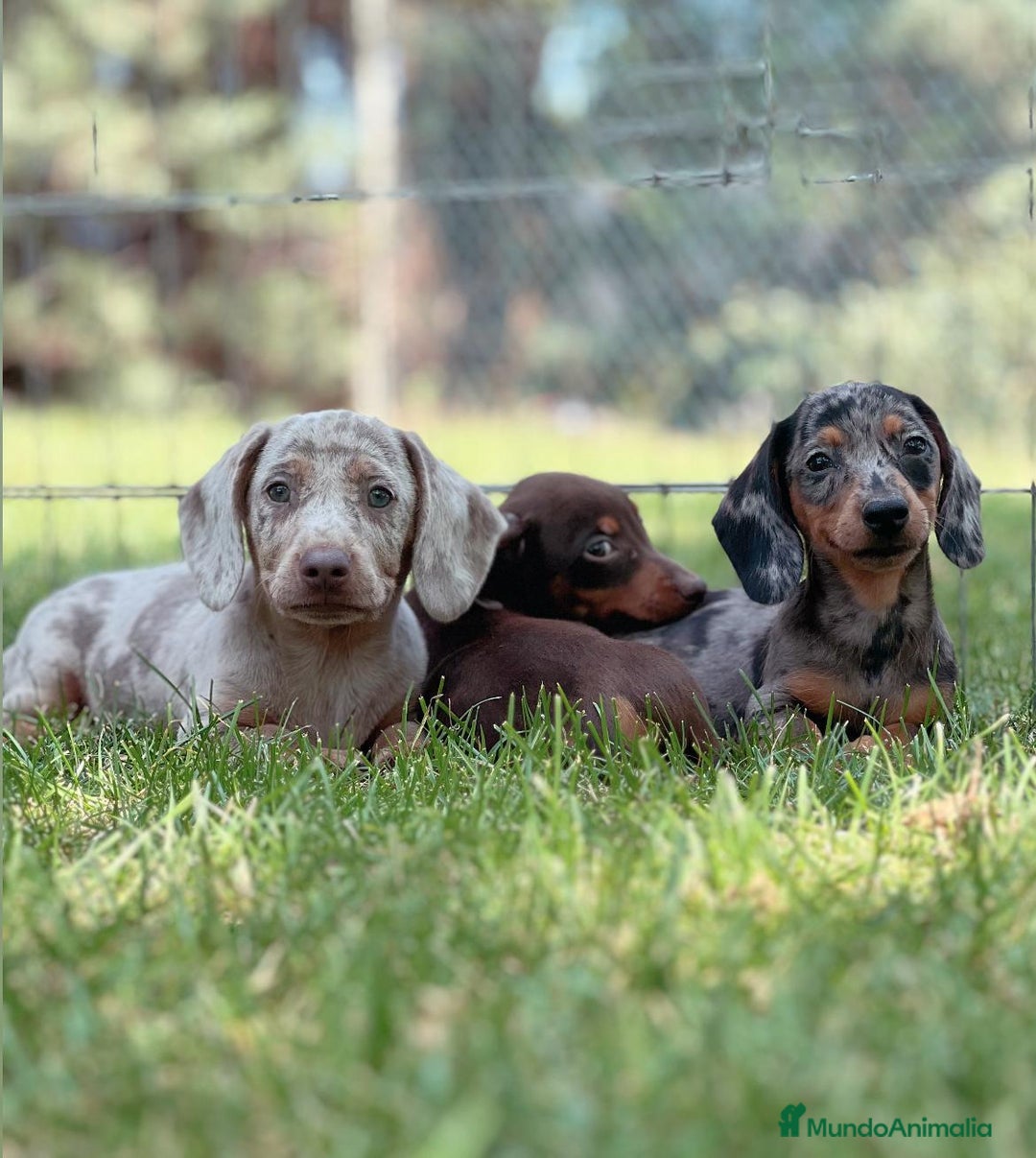 Teckel Miniatura perros en venta: Teckel miniatura - Imagen 8