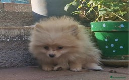Pomerania perros en venta: Pomerania 50% línea rusa - Imagen 8