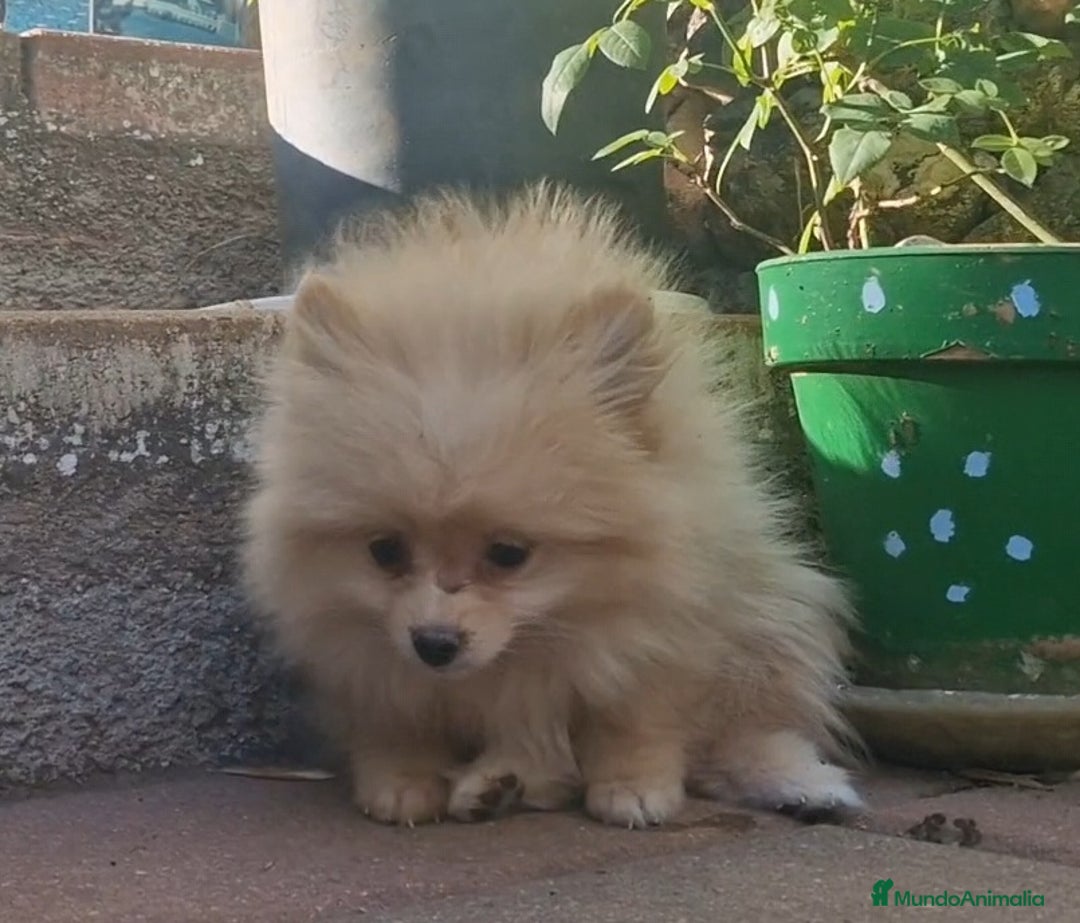 Pomerania perros en venta: Pomerania 50% línea rusa - Imagen 8