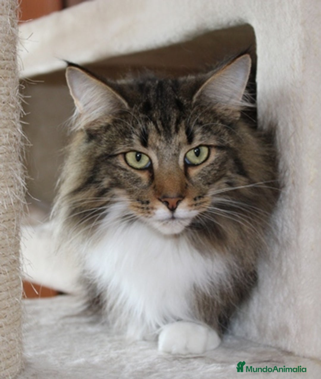 Bosque de Noruega gatos en venta: Gatitos bosques de noruega pedigrí  - Anuncio 1