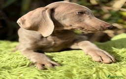 Weimaraner perros en venta: Braco de Weimar macho  - Anuncio 7