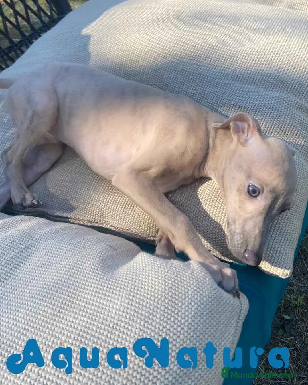 Pequeño Lebrel Italiano perros en venta: Lebrel Italiano Hembra 1977 AQUANATURA - Anuncio 2