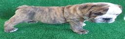 Bulldog Inglés perros en venta: BULLDOG INGLÉS - Anuncio 10