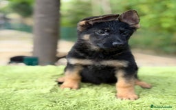 Pastor Alemán perros en venta: Pastor alemán  - Anuncio 2