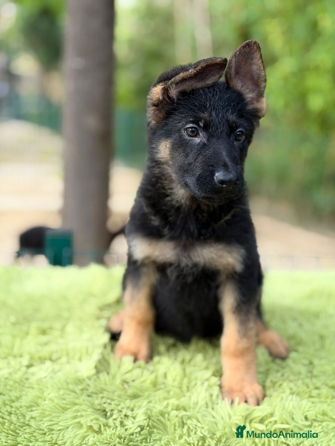 Pastor Alemán perros en venta: Pastor alemán  - Anuncio 2