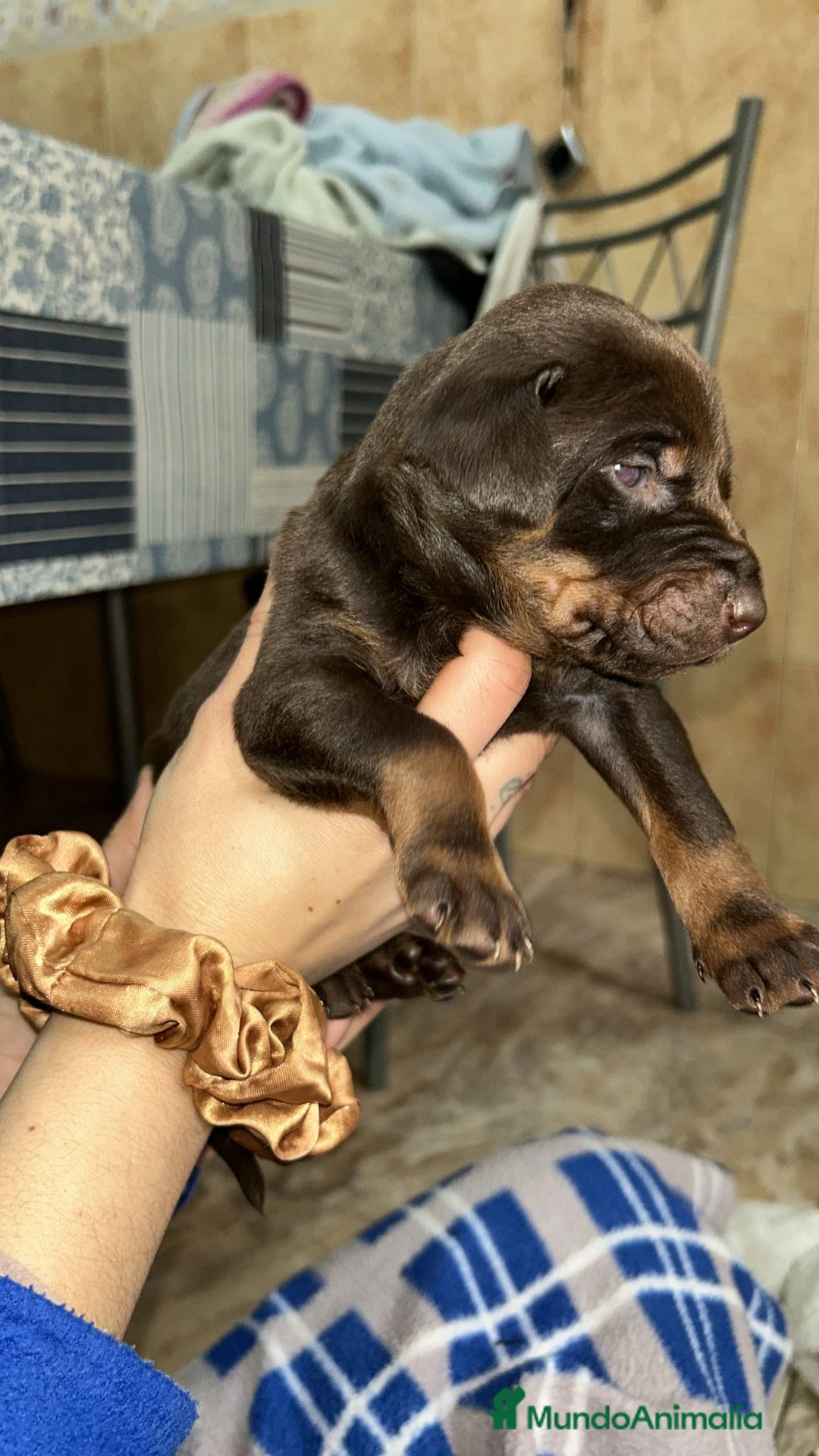 Dobermann perros en venta: Doberman  - Anuncio 4