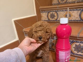 Caniche Toy perros Caniche toy - Anuncio 15