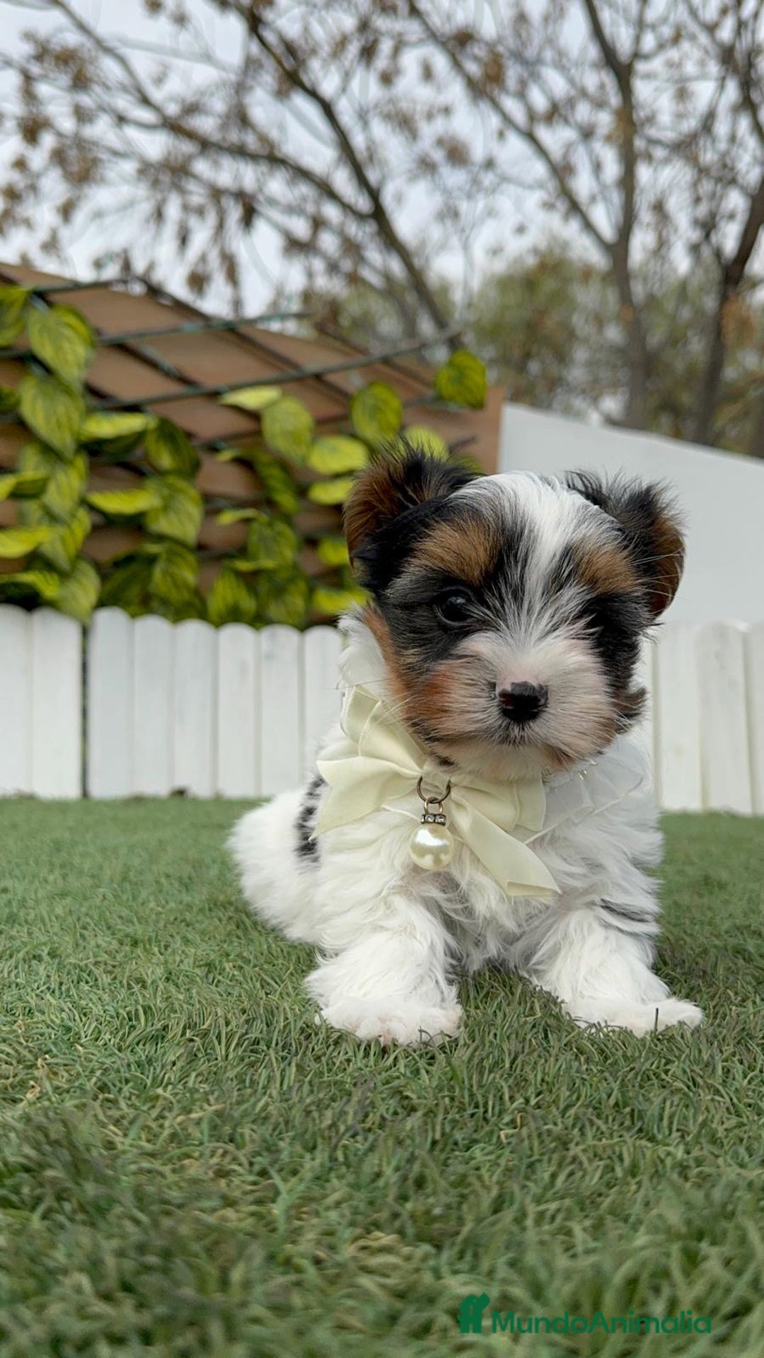 Yorkshire Terrier perros en venta: YORKSHIRE BIEWER - Anuncio 15
