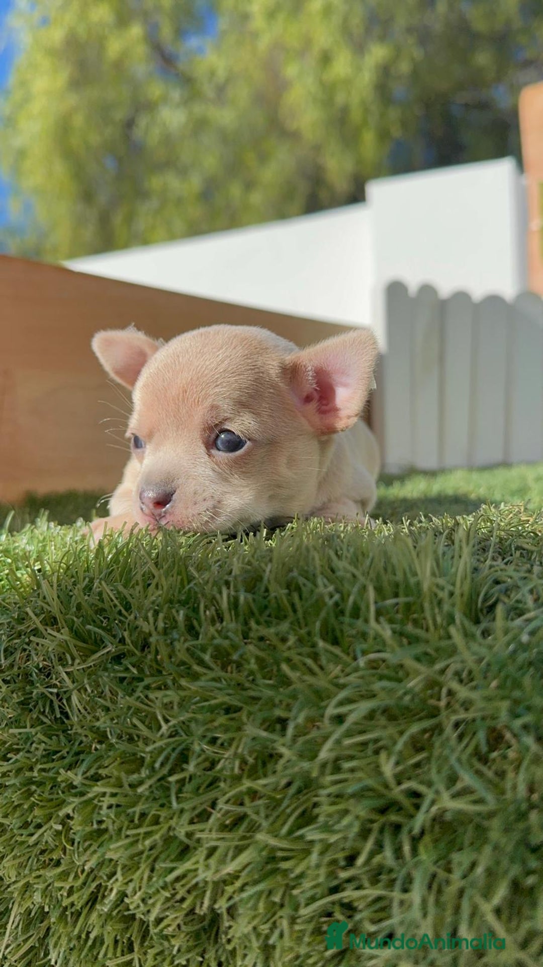 Chihuahua perros en venta: CHIHUAHUA HEMBRA - Anuncio 5