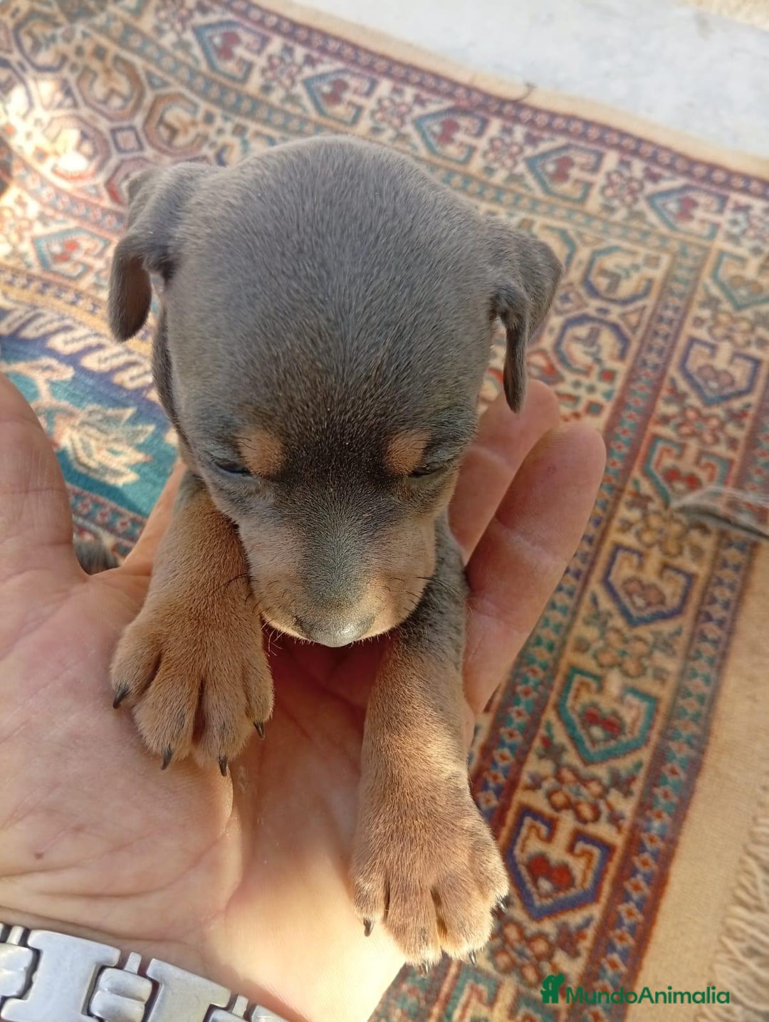 Pinscher Miniatura perros en venta: Pinscher miniatura blue - Imagen 2