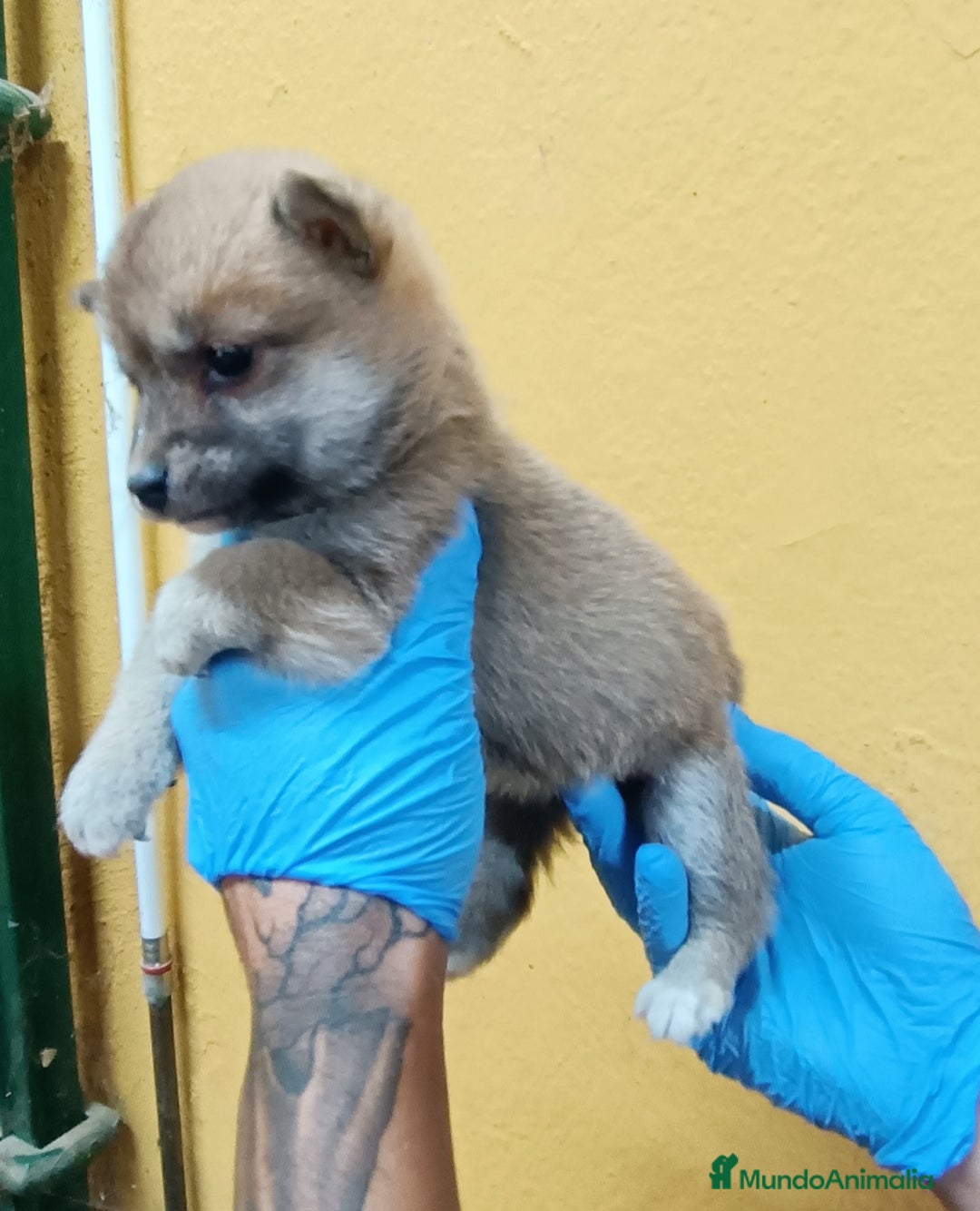 Shiba Inu perros en venta: Cachorros de Shiba Inu - Imagen 9