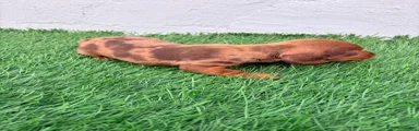 Teckel Miniatura 1