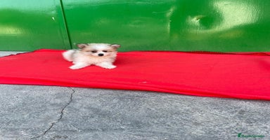 Pomerania perros - Anuncio 6