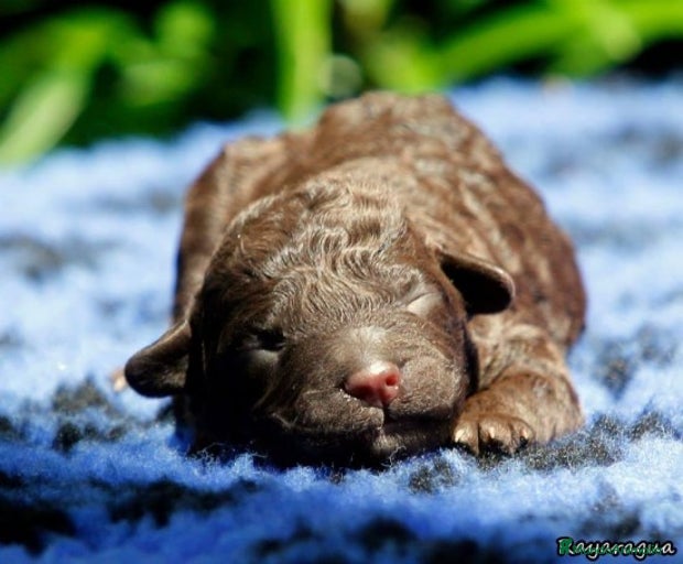 Imagen de galería {{count}}