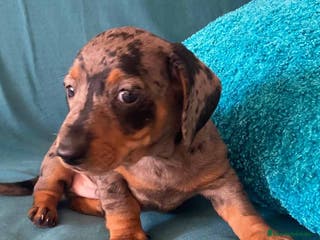 Teckel perros Teckel Macho de Tita Junior y Tilo 5835-AQUANATURA en Barcelona - Anuncio 2