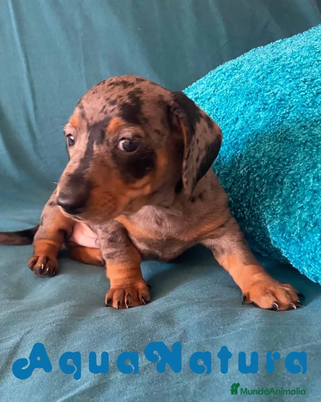 Teckel perros en venta: Teckel Macho de Tita Junior y Tilo 5835-AQUANATURA en Barcelona - Anuncio 1