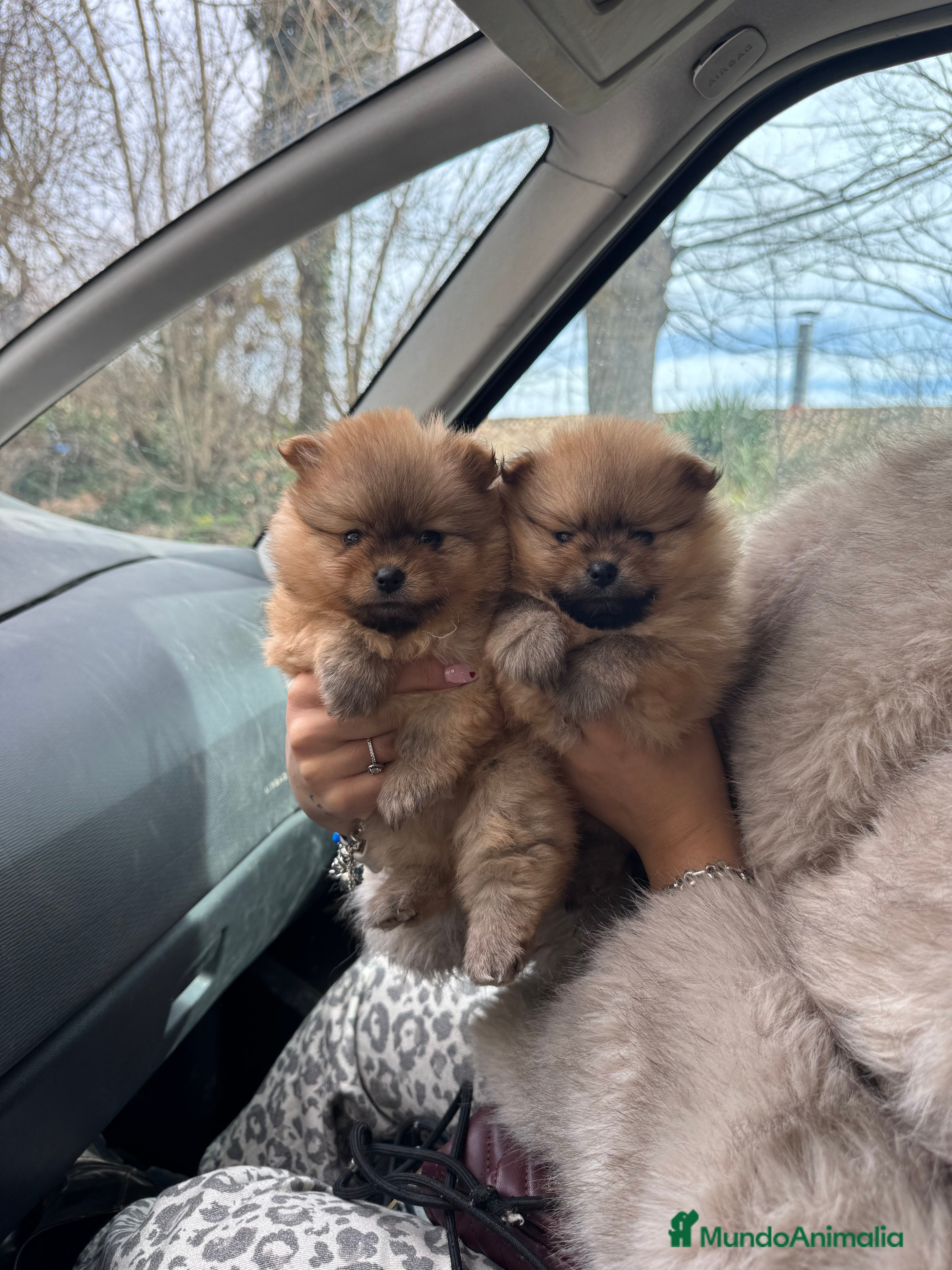 Pomerania perros Pomerania spitz - Anuncio 1