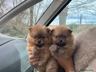 Pomerania perros Pomerania spitz - Anuncio 1