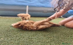 Caniche Toy perros en venta: Preciosa hembra caniche toy - Imagen 1