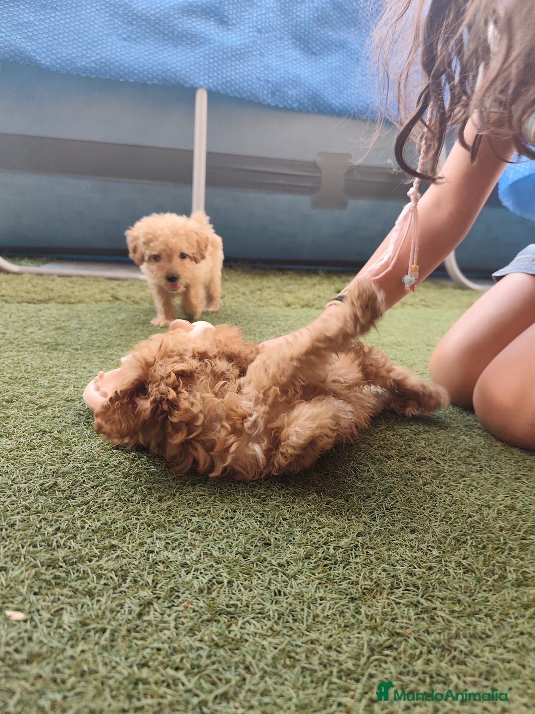 Caniche Toy perros en venta: Preciosa hembra caniche toy - Imagen 1