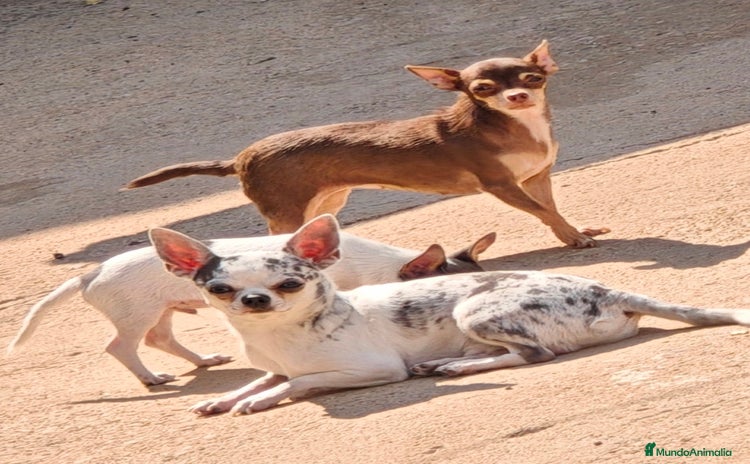 Chihuahua perros - Anuncio 1