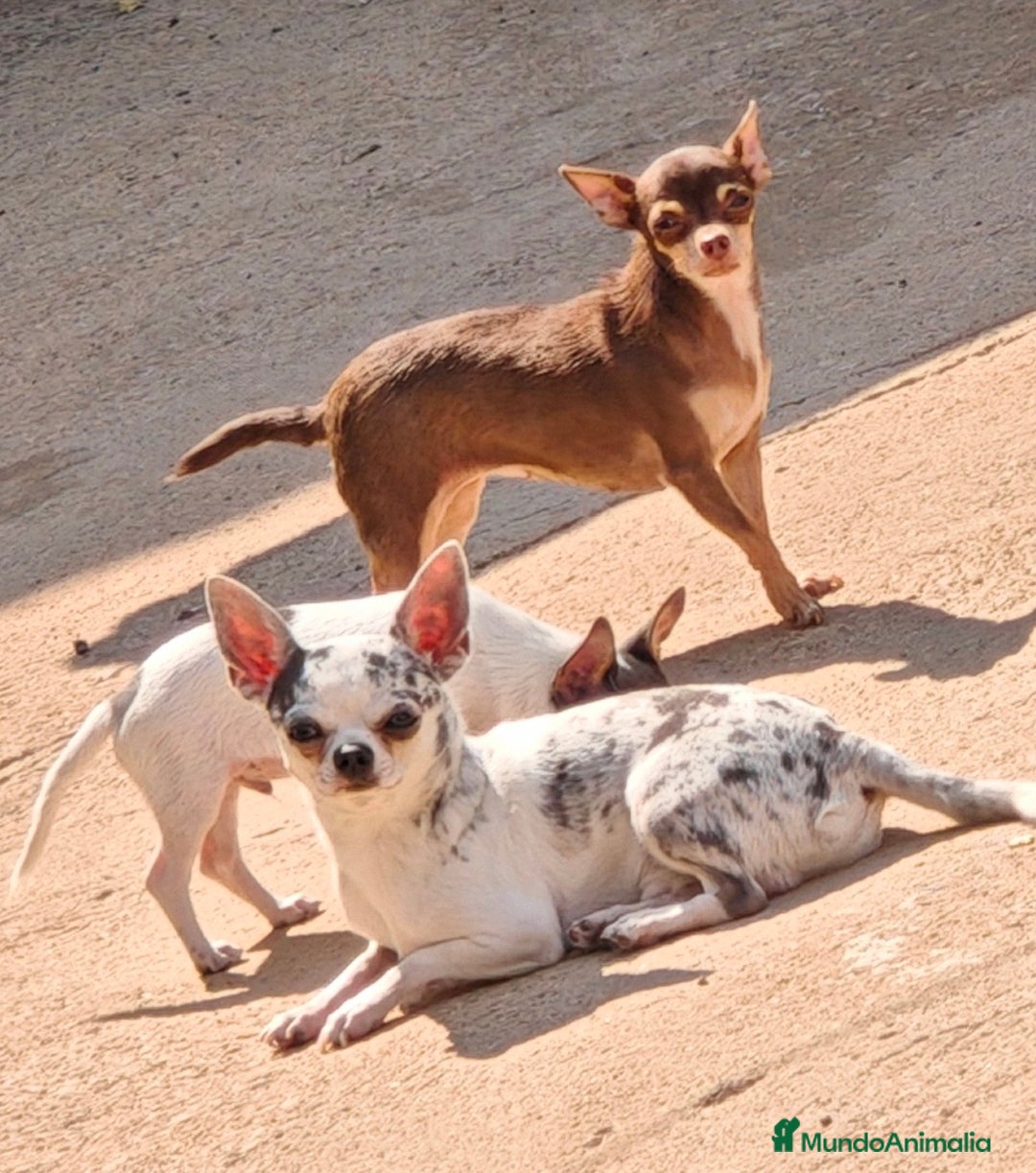 Chihuahua perros en venta: Quieres un chihuahuan tu vida - Imagen 1