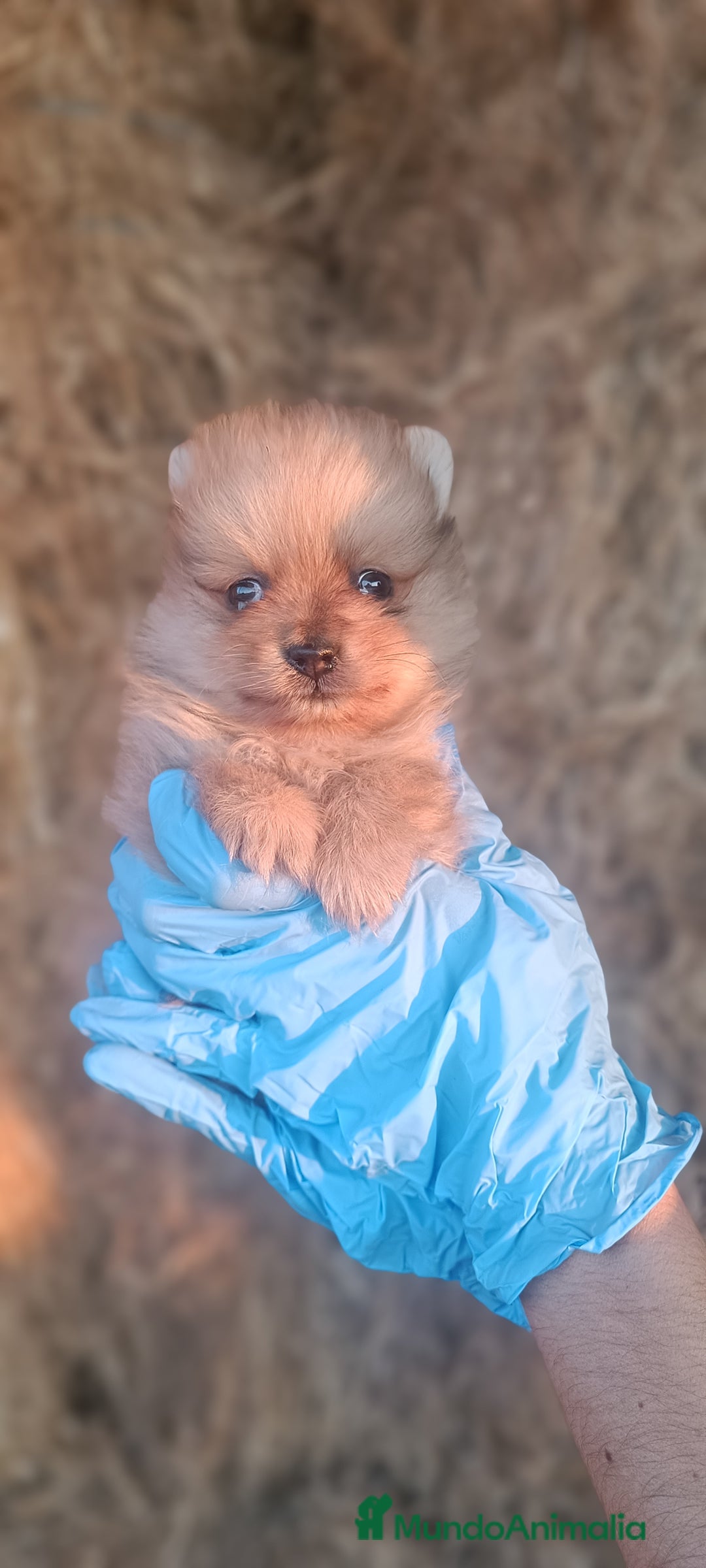 Pomerania perros en venta: Cachorro de Pomerania  - Imagen 1