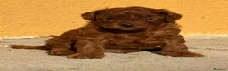Caniche Enano perros en venta: Caniche En Girona  - Anuncio 4