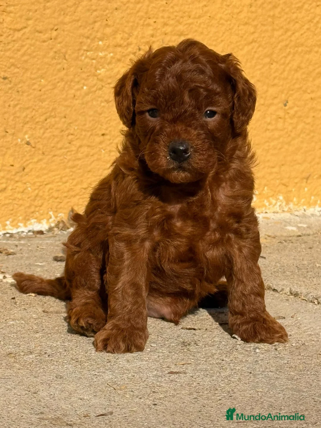 Caniche Enano perros en venta: Caniche En Girona  - Anuncio 4