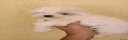 Bichón Maltés perros en venta: Preciosos machitos de Bichón Maltés - Anuncio 2