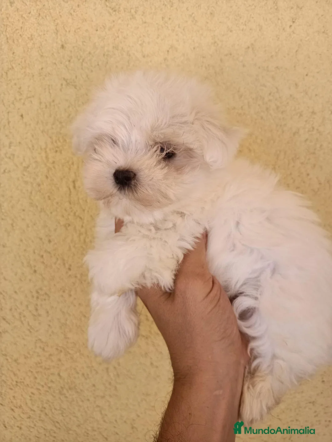 Bichón Maltés perros en venta: Preciosos machitos de Bichón Maltés - Anuncio 2