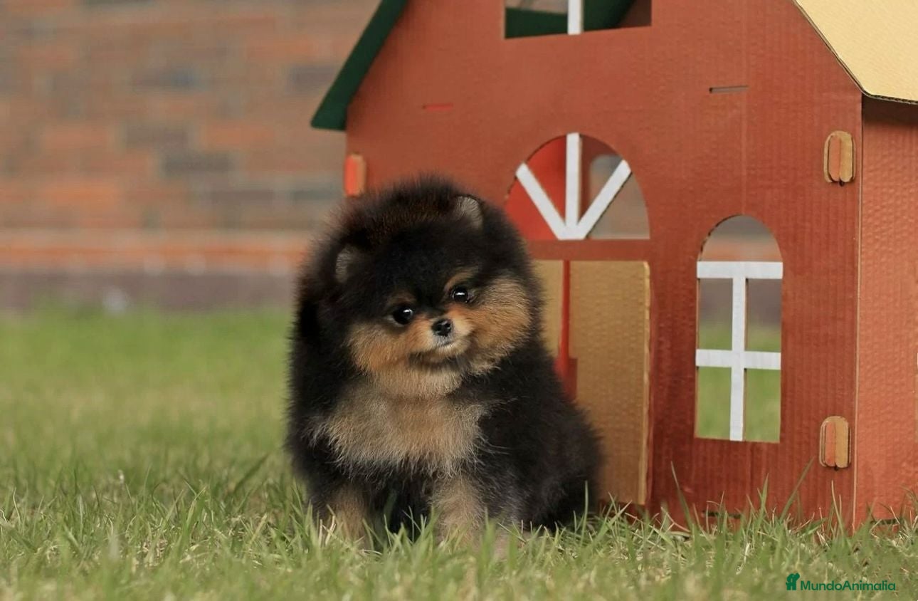 Pomerania perros POMERANIAS REALES DE ÉLITE en Madrid - Anuncio 35