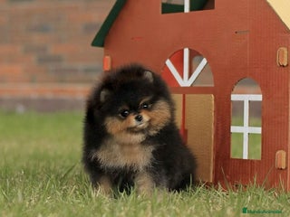 Pomerania perros en Madrid - Anuncio 12