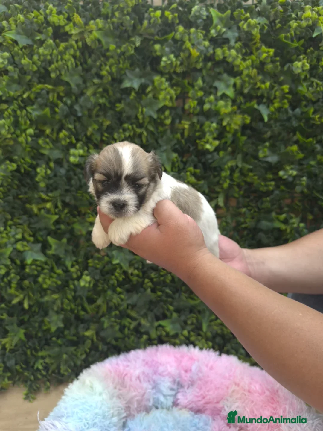 Shih Tzu perros en venta: CACHORROS SHIH TZU - Imagen 3