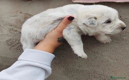 Mastín Español perros en venta: MASTÍN ESPAÑOL - Imagen 5