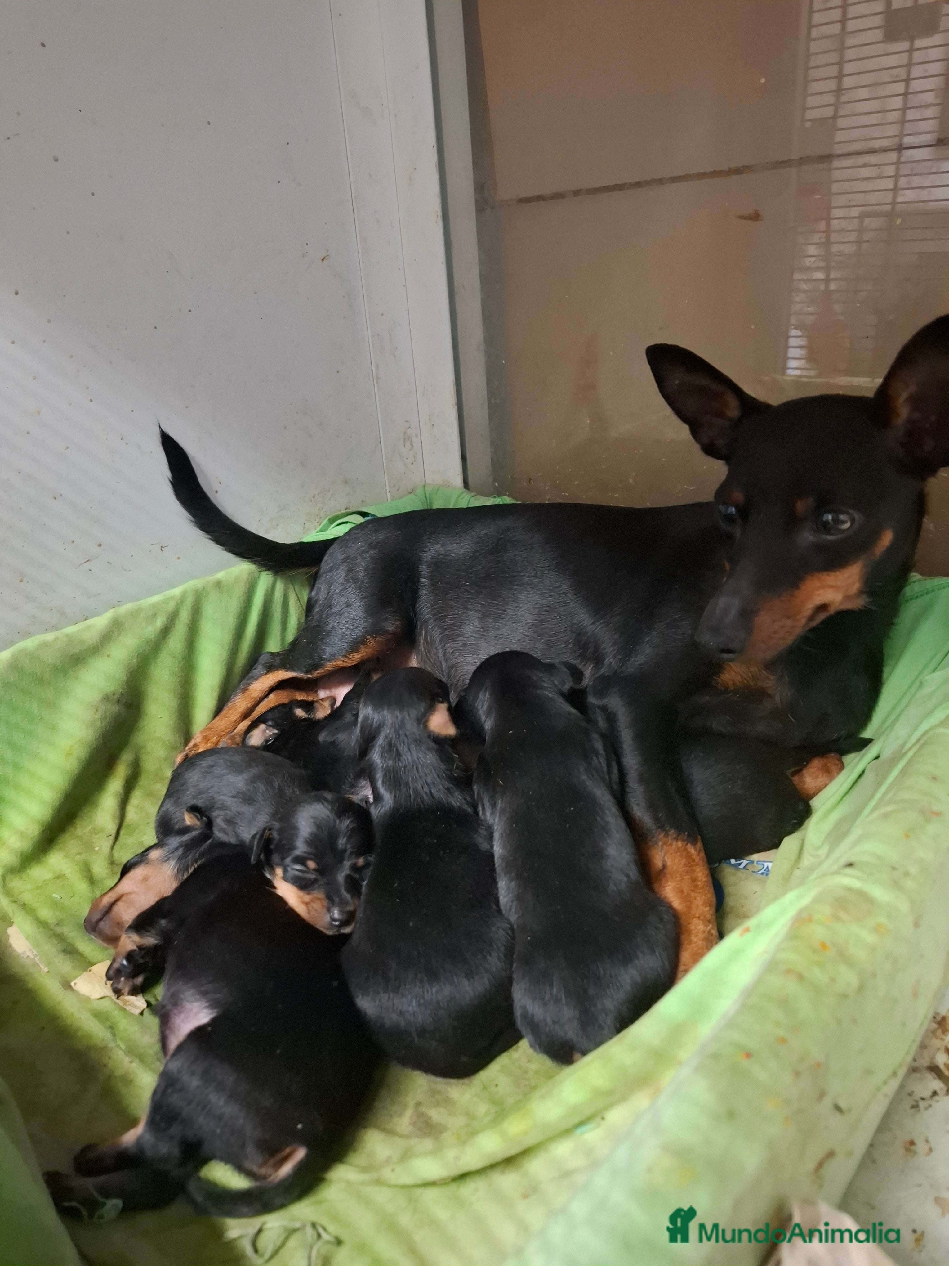 Pinscher Miniatura perros Pincher miniatura  - Anuncio 1