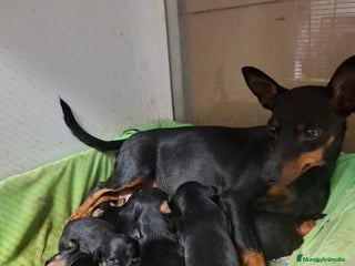 Pinscher Miniatura perros Pincher miniatura - Anuncio 1