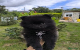 Pomerania perros en venta: Preciosos cachorros de pomerania - Imagen 6