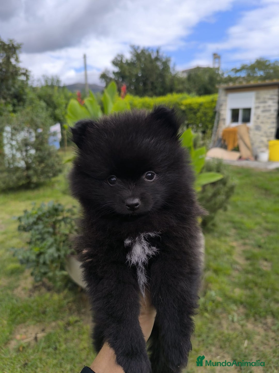 Pomerania perros en venta: Preciosos cachorros de pomerania - Imagen 6
