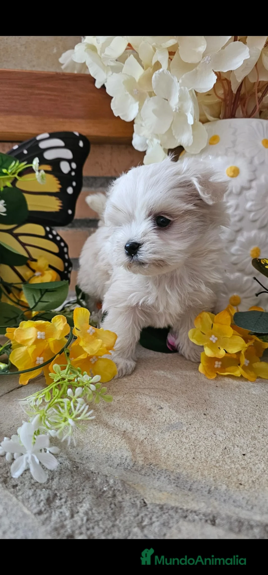 Bichón Maltés perros en venta: CAMADA DE BICHÓN MALTÉS  - Anuncio 5